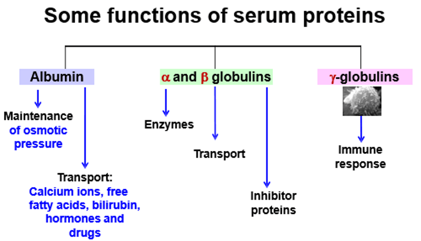 <p>-Transport lips and fat soluble vitamins</p><p>-some are enzymes</p>