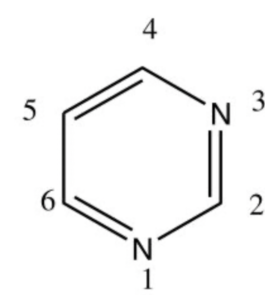 <p>what molecule do carbons 5, 6 and nitrogen 1 come from?</p>