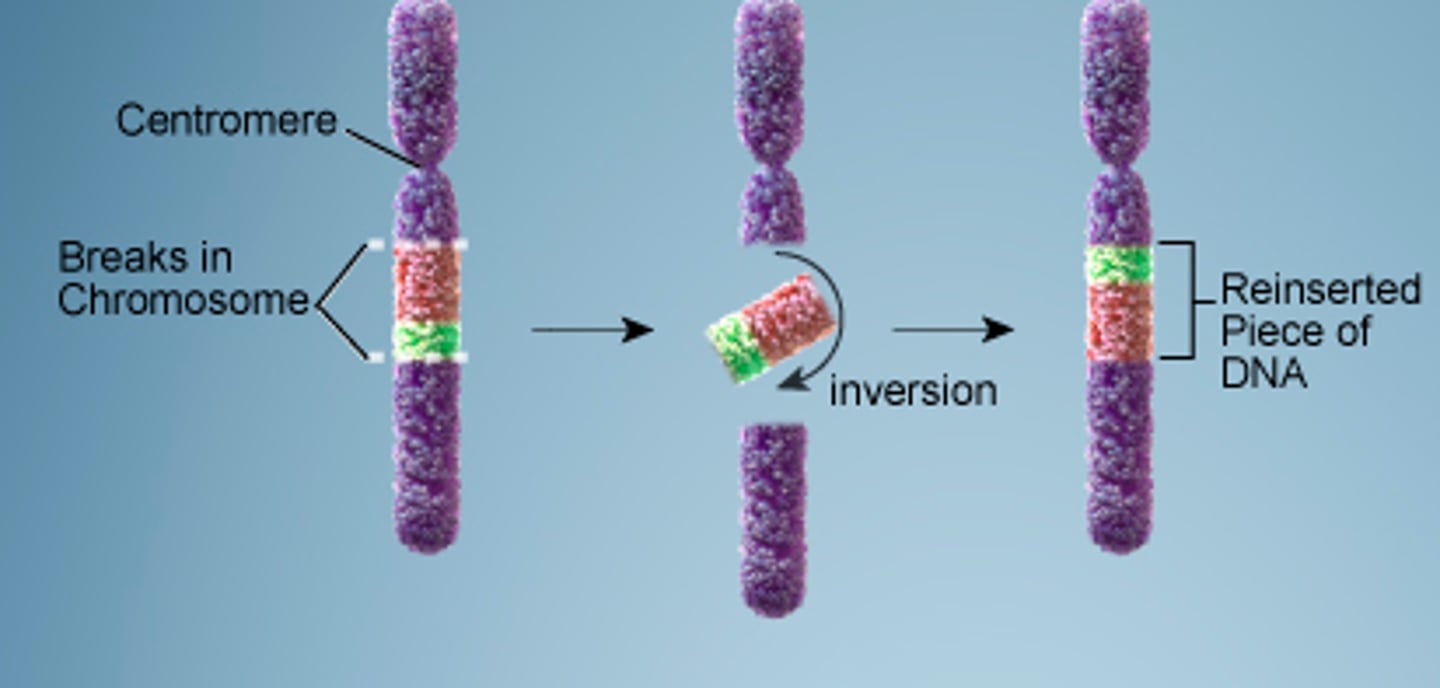 <p>part of a chromosome is flipped backwards</p>
