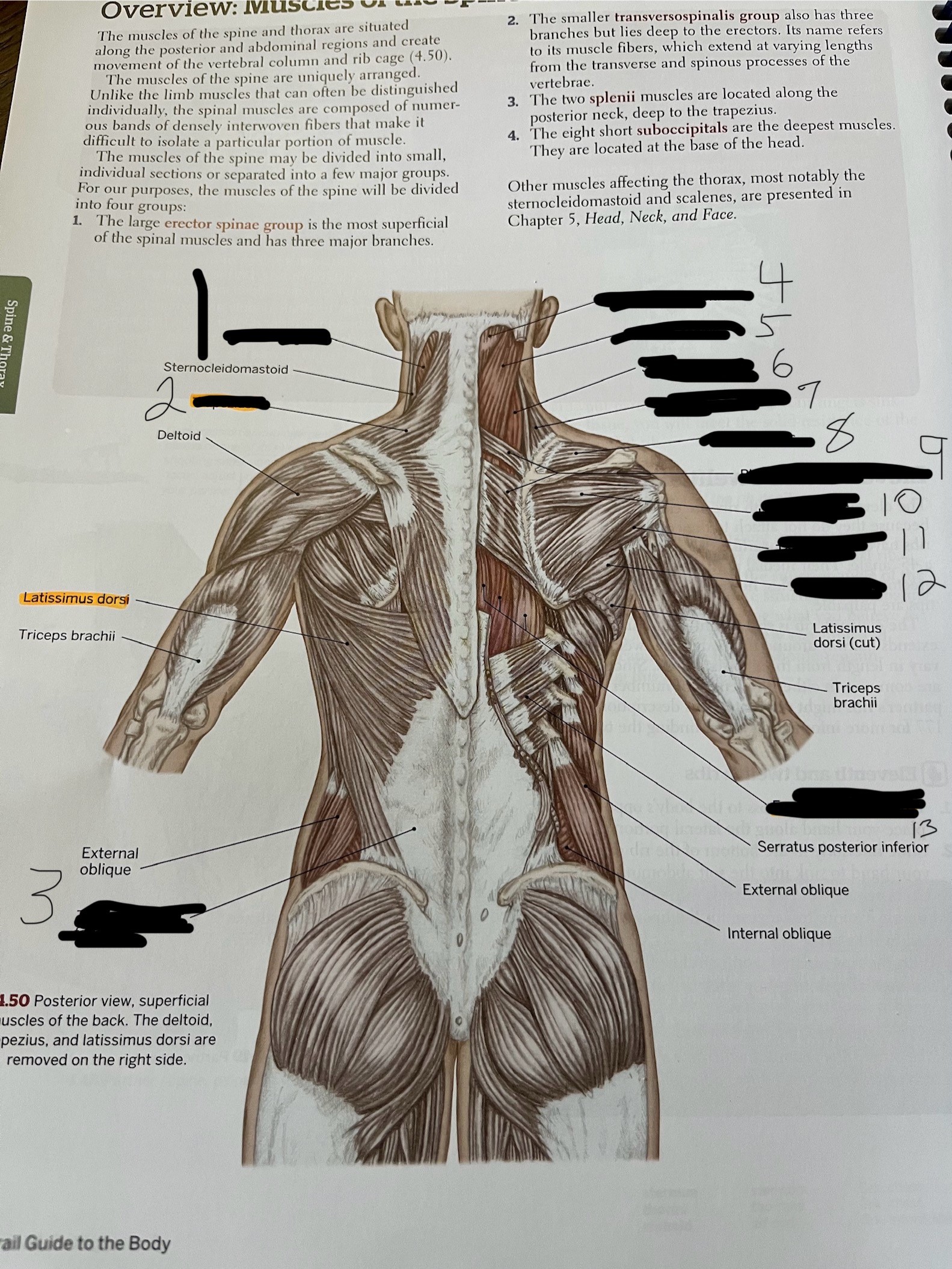 <p>What muscle is number 10</p>