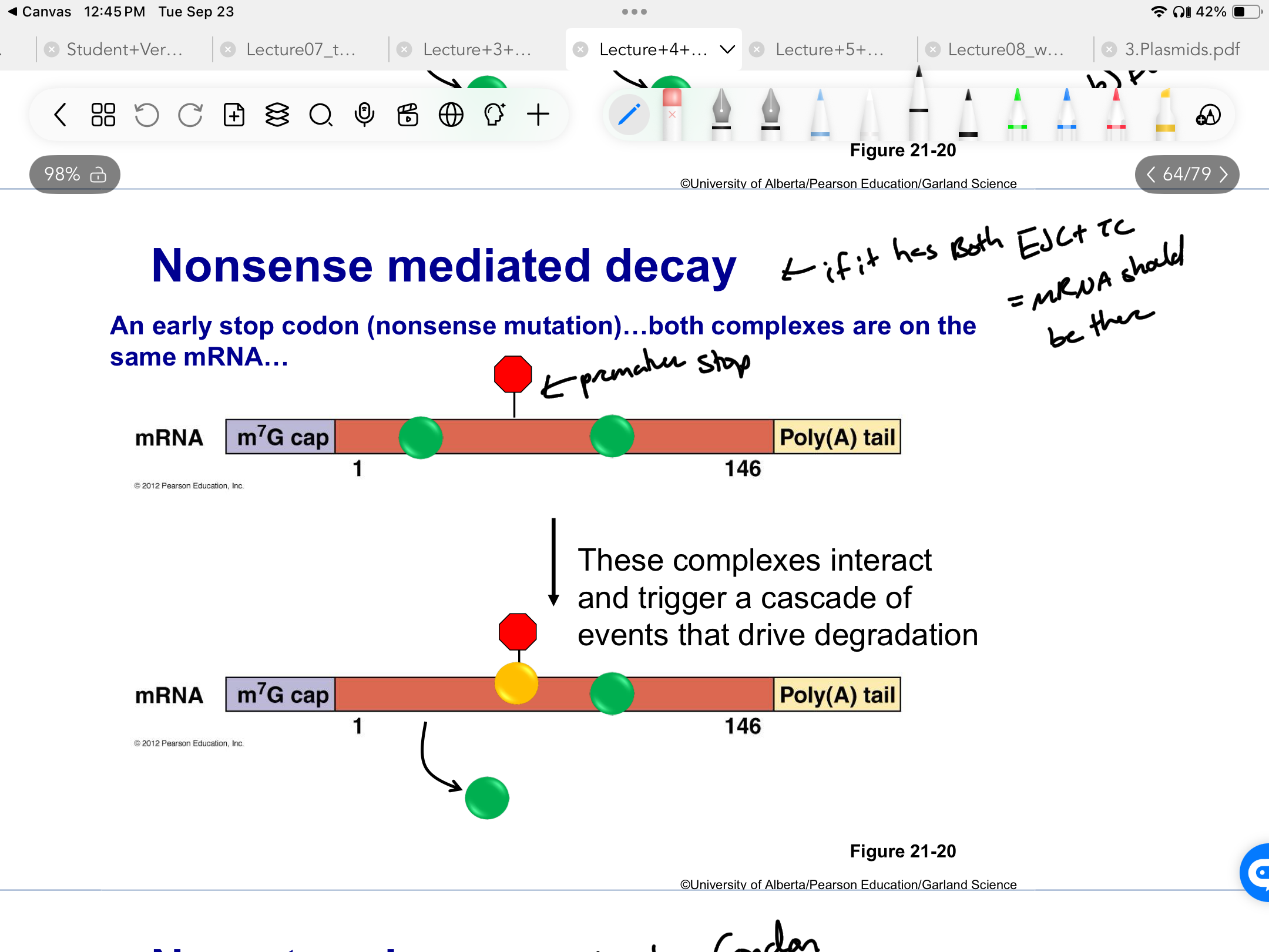 <p>FIRST ROUND OF TRANSLATION</p><ul><li><p>Premature stop = Ribosome only removes some of the EJCs + not all + places the TC at the premature codon</p></li><li><p>Presence of <strong><u>BOTH EJC + TC</u></strong> = trigger cascade of events that drive<strong><em> degradation</em></strong></p></li></ul><p></p>