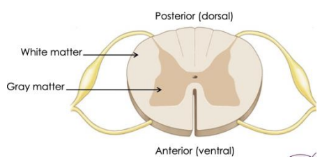 * neural tissue (neurons, neuroglia)
* divided into left and right sides (2 grooves) > ventral median fissure & dorsal median sulcus
* areas of grey (outer) & white (inner) matter 
