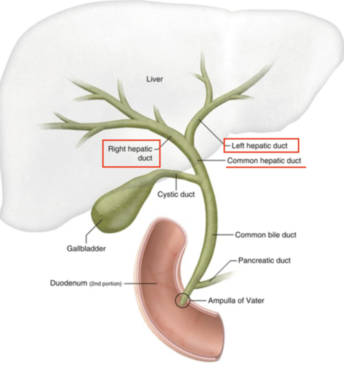 <p>The common hepatic duct is formed by the convergence of the right and left hepatic ducts just outside the liver.</p>