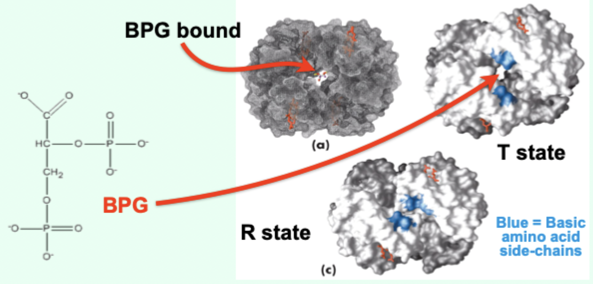 <p>2,3-bisphosphoglycerate; formed in erythrocytes (RBCs) from a glycolytic intermediate.</p>