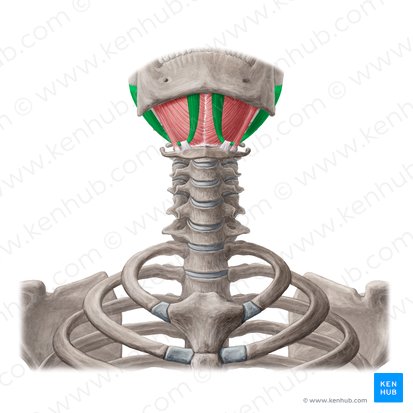 <p>above hyoid; elevates or stabilizes hyoid</p>