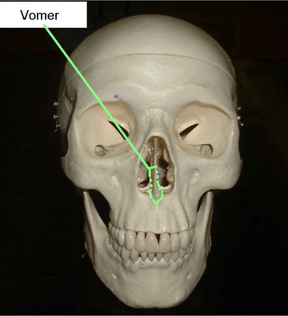<p>Vomer</p>