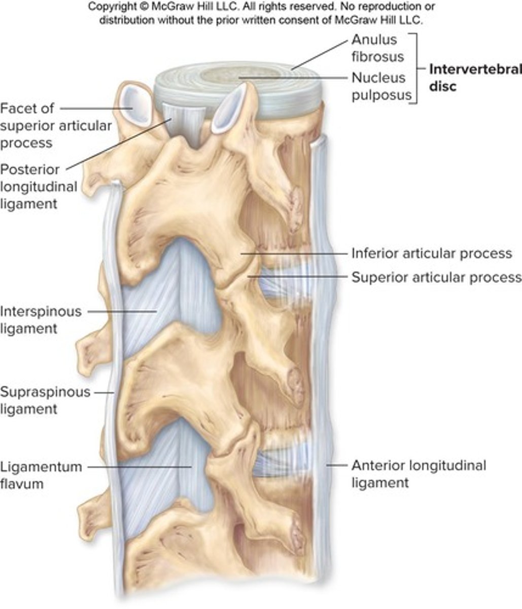 <p>amphiarthroses between vertebral bodies; diarthroses between articular processes; vertebral bodies separated by intervertebral discs.</p>