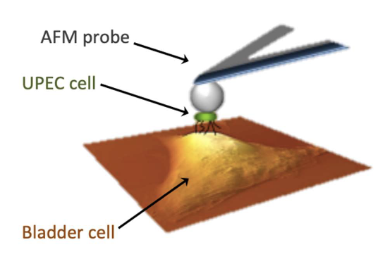 <ul><li><p>Attach UPEC cell to AFM (atomic force microscopy) probe</p></li><li><p>Lower to contact target surface</p></li><li><p>Measure interaction forces between cell &amp; host</p></li></ul><p></p>