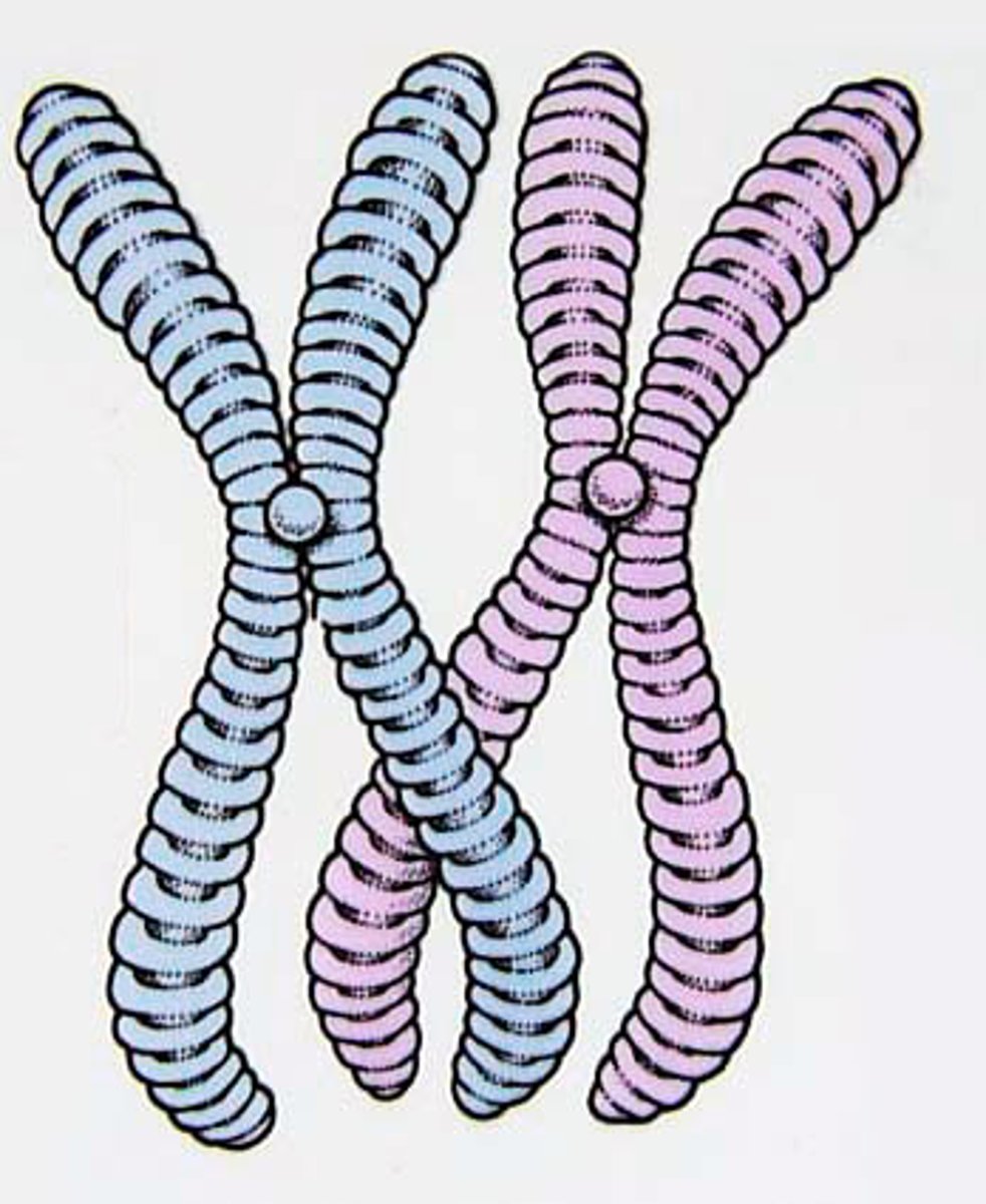 <p>A threadlike, gene-carrying structure found in the nucleus. Each chromosome consists of one very long DNA molecule and associated proteins.</p>