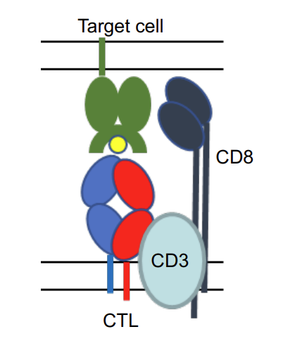<p>→ CD3 – complex of <strong>6 transmembrane proteins</strong> forms part of <strong>TCR complex </strong>and <mark data-color="#ccfffe" style="background-color: rgb(204, 255, 254); color: inherit;">transmits activation signal</mark></p>