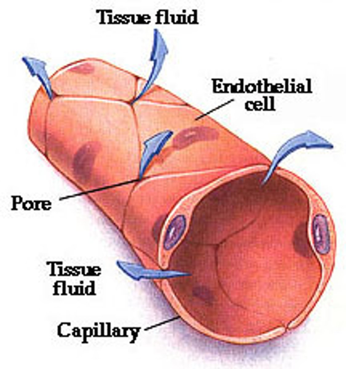 <p>- Branch from arterioles, then connect into venules</p><p>- Single layer of endothelial cells = thin diffusion distance</p><p>- lumen is only wide enough for 1 RBC</p><p>- Each capillary is tiny but there are millions, so total surface area is immense (adding up all capillaries in a tissue)</p>