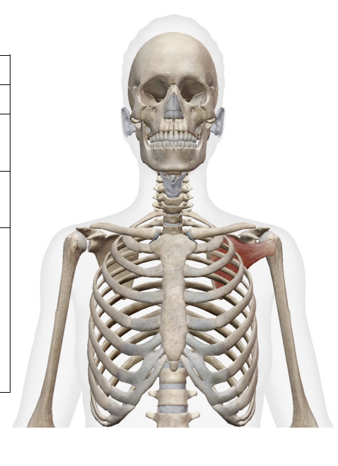 <p>What muscle is this; What is its origin. Where does it inserts. </p>