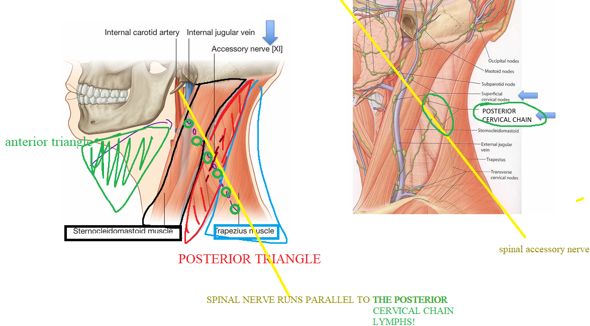 <p>Path of i<span style="color: yellow">nternal jugular vein</span> PARALLEL TO <span style="color: rgb(47, 254, 0)">deep cervical chain</span> LYMPHS = IN THE <span style="color: red">carotid sheath</span></p><p></p><p>Path of <span style="color: yellow">spinal accessory nerve (CN11) </span>PARALLEL TO <span style="color: rgb(0, 255, 6)">posterior cervical chain lymphs</span> = <span style="color: rgb(0, 231, 255)">IN THE posterior triangle</span></p><p></p><p>Path of <span style="color: yellow">external jugular vein</span> PARALLEL TO <br><span style="color: rgb(7, 255, 0)">superficial cervical chain </span>(very superficial lymphs) = <span style="color: rgb(0, 255, 233)">IN THE posterior triangle</span></p>