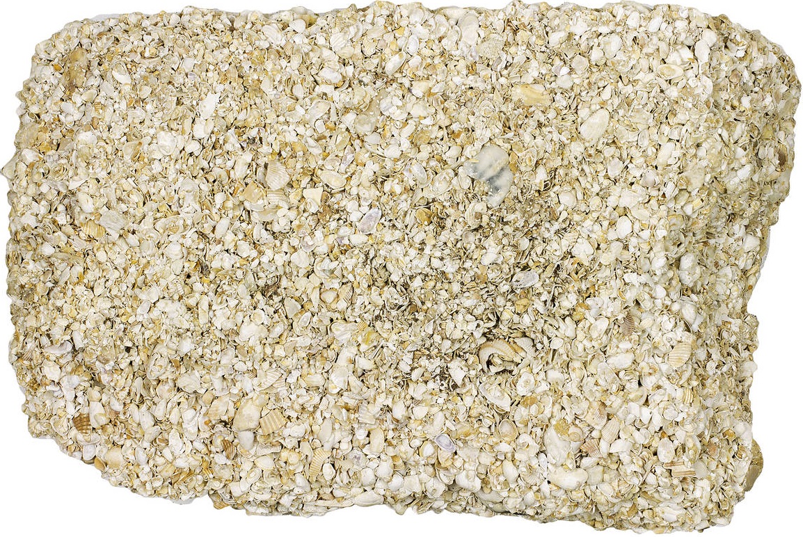 <p><span style="font-family: sans-serif">Sedimentary rock: </span><strong>Coquina </strong></p><p><strong>Coquina is a clastic sedimentary rock made almost entirely out of large (2 mm or larger) shell fragments. The shell fragments are cemented together by calcite, and it is technically a variety of limestone. Coquina forms almost exclusively in high-energy marine environments like beaches and tidal channels.</strong></p><p><br><strong>Coquina looks like shells and broken shell fragments fused together. This mass of shell fragments is loosely cemented together, often with a great deal of space (porosity) between them. Coquina inherits its color from the shells from which it is formed and is almost always white, off-white, or light gray.</strong></p><p><br></p>