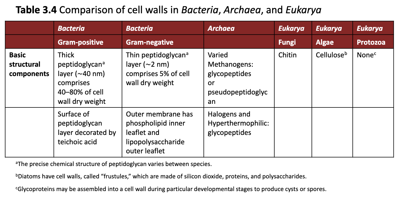 <ul><li><p>Gram-positive (thick peptidoglycan)</p></li><li><p>Gram-negative (thin peptidoglycan)</p></li><li><p>Fungi - Chitin</p></li><li><p>Algae - Cellulose</p></li><li><p>Protozoa - None</p></li></ul><p></p>
