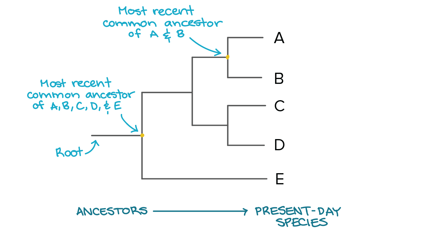 <p><strong>a graphical representation of the evolutionary relationships between biological entities, usually sequences or species</strong></p>