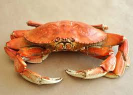 <p>Fish and Crustaceans 101 DUGNESSES CRAB</p>