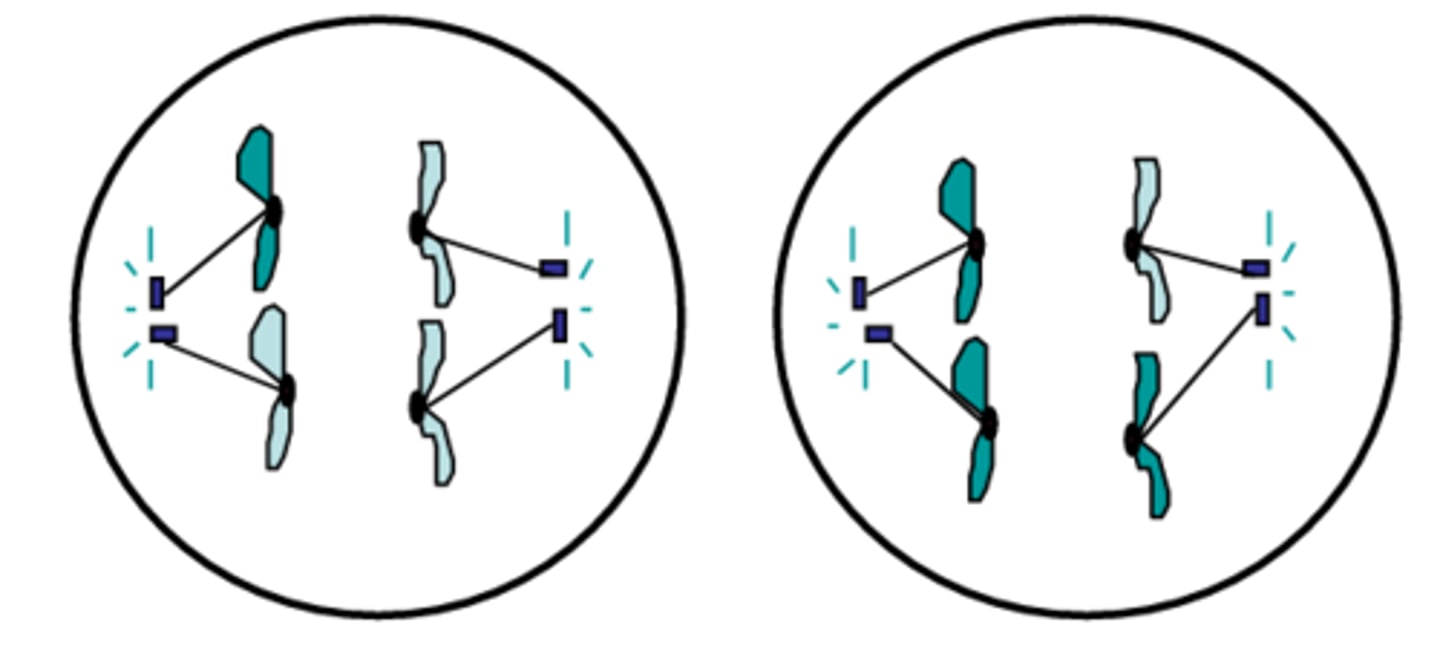 <p>The third phase of meiosis II in which the sister chromatids are finally separated at their centromeres and pulled to opposite sides of the cell; identical to mitotic anaphase, except in meiosis I the number of chromosomes was reduced by half</p>