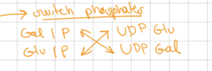 <p>UDP glucose and 1P galactose swap phosphates => UDP galactose and 1P glucose </p>