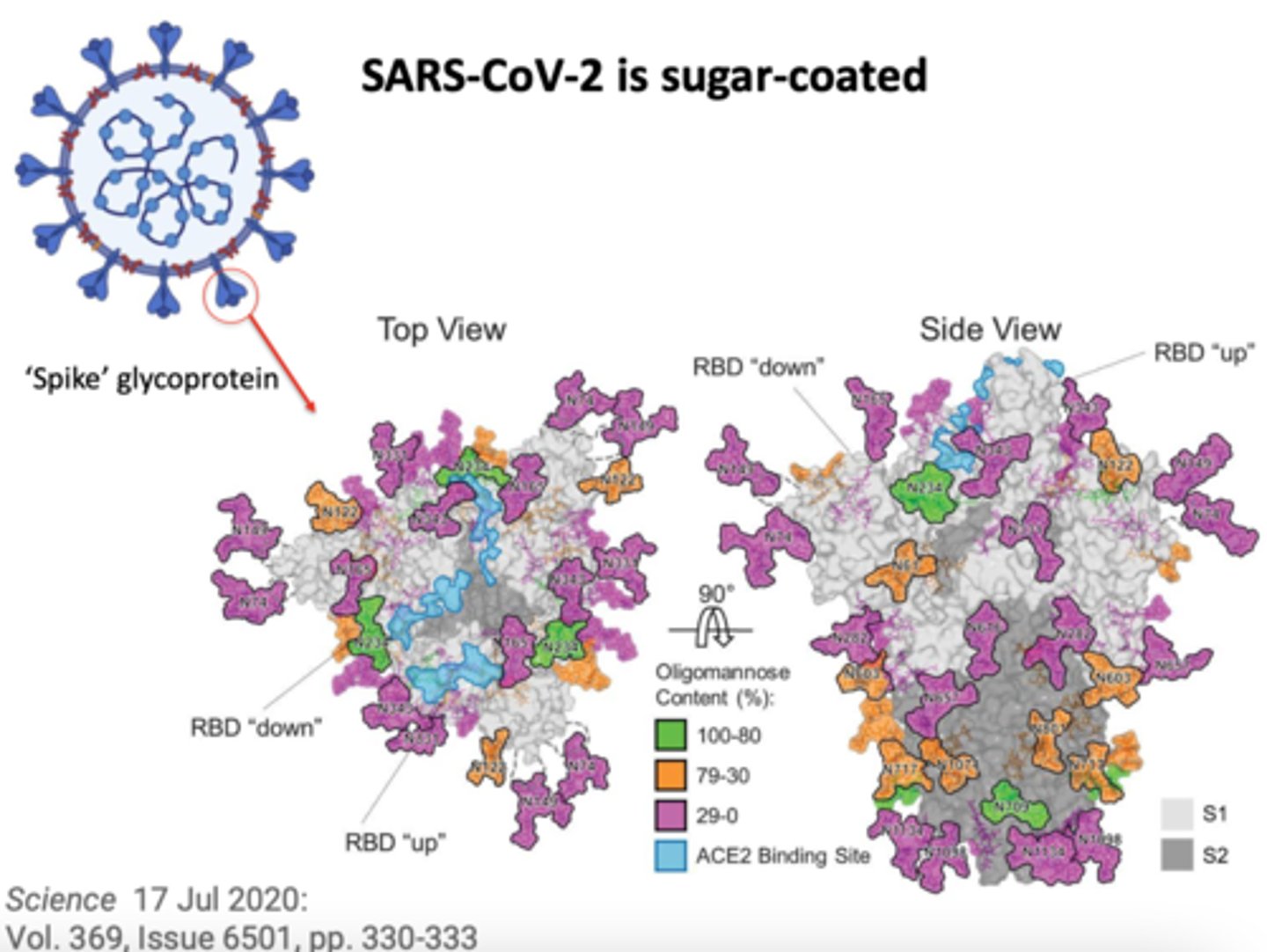 <p>Severe acute respiratory syndrome; Coronavirus</p>