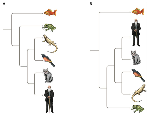<ul><li><p>no currently existing species is ancestral to any other species</p></li><li><p>there’s no higher or lower organisms</p></li><li><p>there are no main lines and side tracks</p></li><li><p>trees depict evolutionary relationships, not evolutionary progress</p></li></ul>