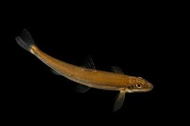 <p><span>Distributed in the Green, </span>Cumberland<span> and </span>Tennessee River<span> drainages in </span>Kentucky<span>, Virginia, Tennessee, Georgia and </span>Alabama<span>.</span></p>