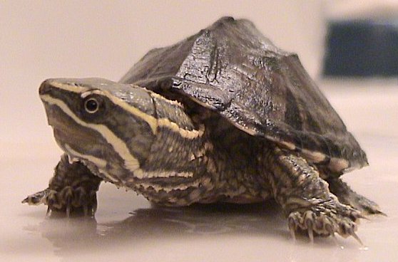 <p>Musk turtle</p>