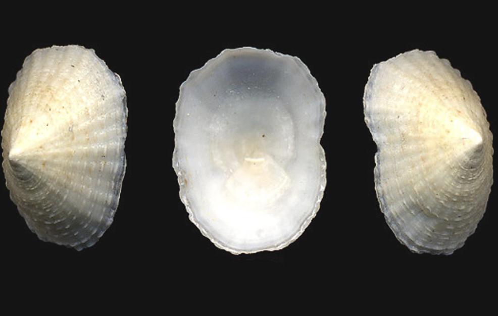<p>What phylum, class, and subclass is this organism? What habitat and feeding corresponds to them?</p>