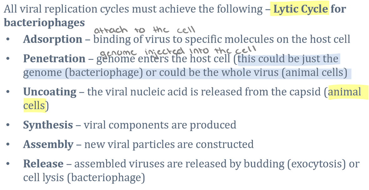 <ul><li><p>During the lytic cycle of virulent phage, the bacteriophage attaches, penetrates, and takes over the cell; it then reproduces new viral components, assembles new phages, and lyses the cell</p></li></ul>