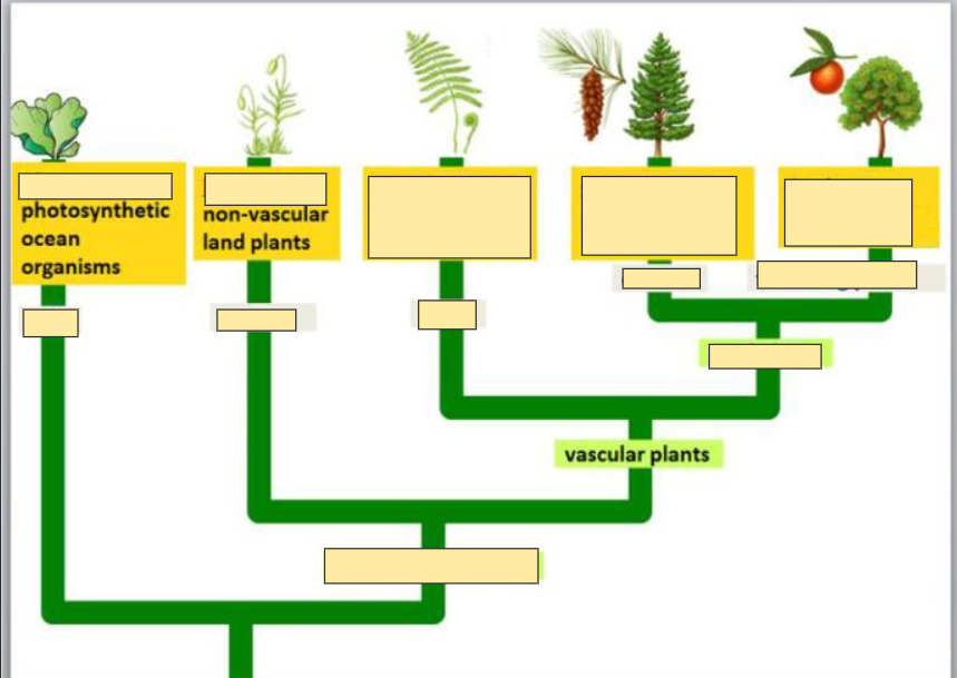 <p>Vascular plants</p>