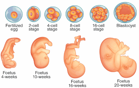 <p>A subfield of developmental anatomy that specifically studies the structural changes from an embryo into a fetus.</p>