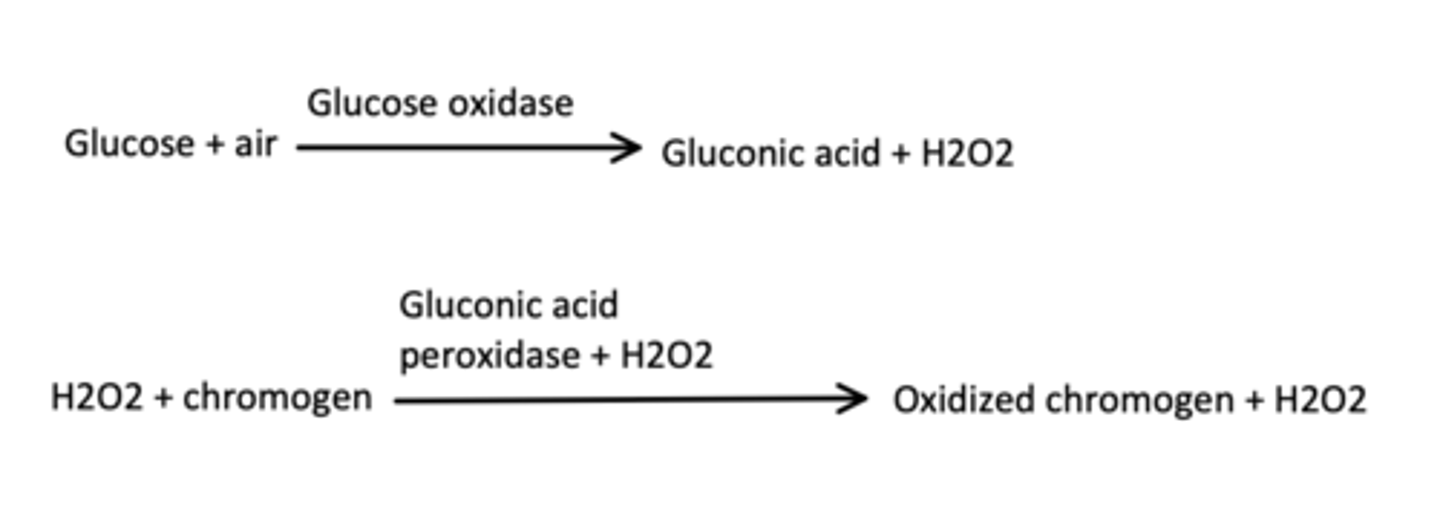 <p>Glucose oxidase embedded in the pad reacts with glucose and oxygen to produce gluconic acid and peroxide. A second enzyme, peroxidase, will react with the peroxide and a chromagen that is also embedded in the pad to oxidize the</p><p>chromagen, producing a colored compound and water. Although the color develops because of the amount of peroxide present, the amount of color that develops is also directly related to the glucose concentration of the urine.</p>