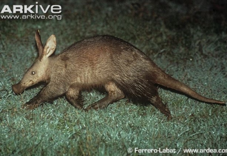 <p>aardvarks</p>