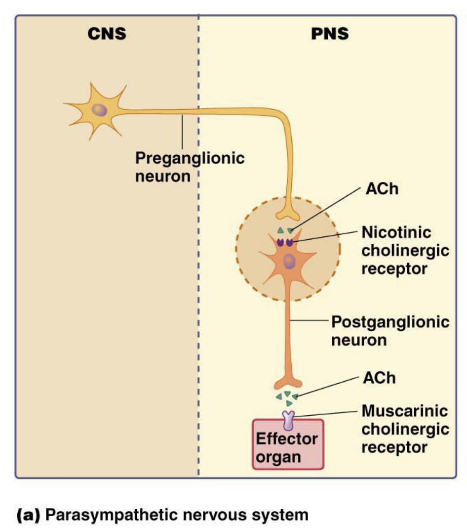 <ul><li><p>Preganglionic neuron - <strong>Long</strong></p></li><li><p>NT - <strong>Ach</strong></p></li><li><p>Receptor - <strong>Nicotinic receptor</strong></p></li><li><p>Postganglionic neuron - <strong>Short</strong></p></li><li><p>NT - <strong>ACh</strong></p></li><li><p>Receptor - <strong>Muscarinic cholinergic recptor</strong></p></li></ul><p></p>