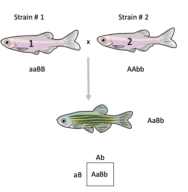 <ul><li><p>If phenotypes are caused by different genes, each strain is likely wild-type at the other strain’s gene</p></li><li><p>this makes things behave as a 2 gene cross, leading to the appearance of the wild-type trait in the F1</p></li><li><p>so for this cross:</p><ul><li><p>wildtype B allele from strain 1 rescues the recessive b allele from strain 2</p></li><li><p>wildtype A allele from strain 2 rescues the dominant a from strain 1</p></li></ul></li></ul><p></p><p></p>
