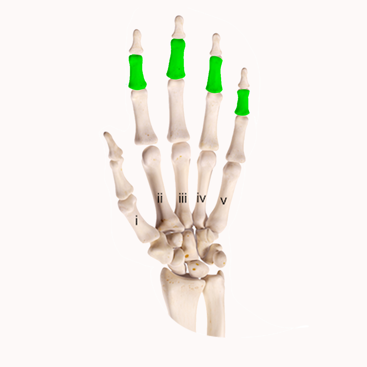 <p>These are the ______ phalange bones</p>