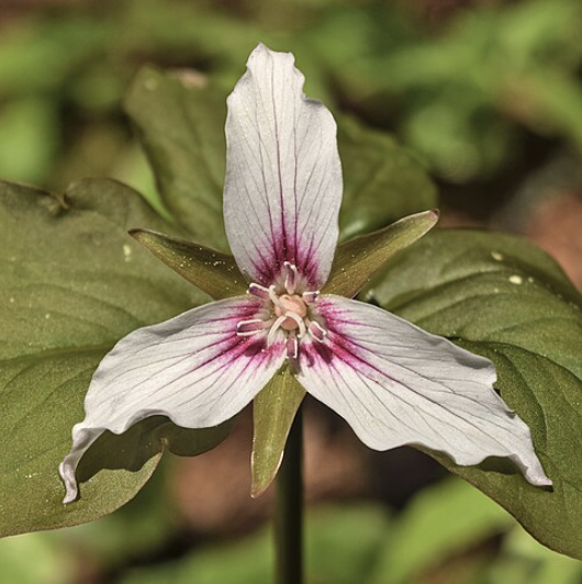 <p>Common Name: Painted trillium </p><p>Spring </p><p>Perennial </p><p>Cool, moist forests and swamp edges </p><p>Family: Melanthiaceae </p>