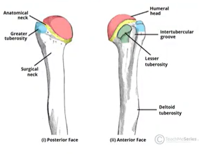 <p>tuberosity</p>