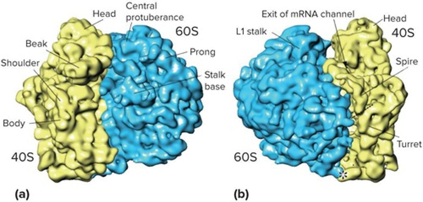 <p>80S ribosomes involved in protein synthesis.</p>