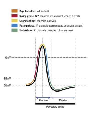 <p>Once an AP has occurred, a 2nd AP can’t occur until the membrane has recovered</p><p>2 phases:</p><ul><li><p>Absolute period </p><ul><li><p>not possible to trigger another AP</p></li></ul></li><li><p>Relative period</p><ul><li><p>AP can be generated by needs to be a stronger stimulus</p></li></ul></li></ul><p>→ AP propagates forward</p>
