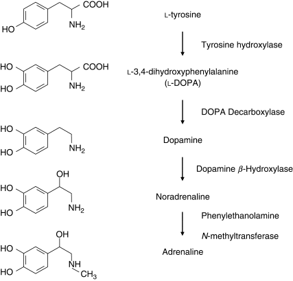 <p>Tyrosine -&gt; Levodopa -&gt; dopamine -&gt; noradrenaline</p>