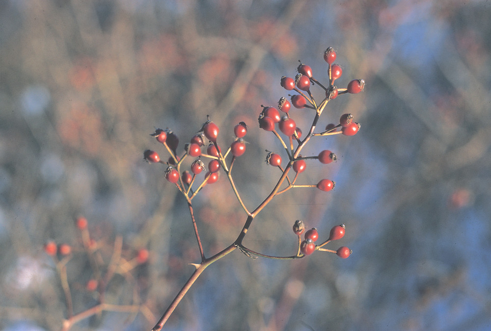 <p>Multiflora rose (winter)</p>