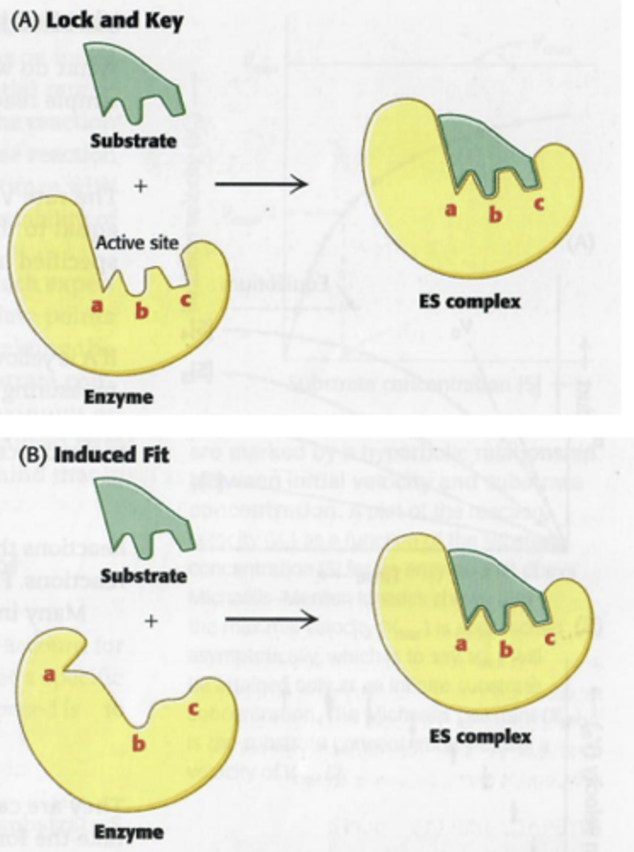 <p>dynamische herkenning</p><p>conformatieverandering van actieve site na de binding met het substraat. Het enzyme blijft veranderen van vorm waardoor het substraat uiteindelijk in de transitietoestand komt.</p>