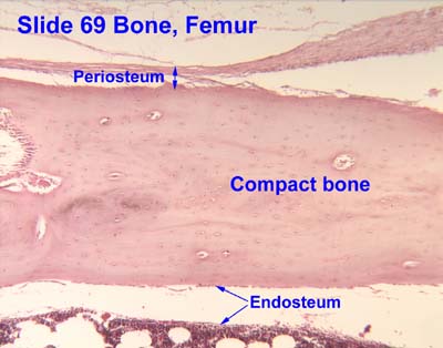 <p>A thin membrane that lines the inner the medullar cavity. Helps with bone remodeling and formation of new bone tissue from the inside.</p><p>-contains osteogenic cells</p>