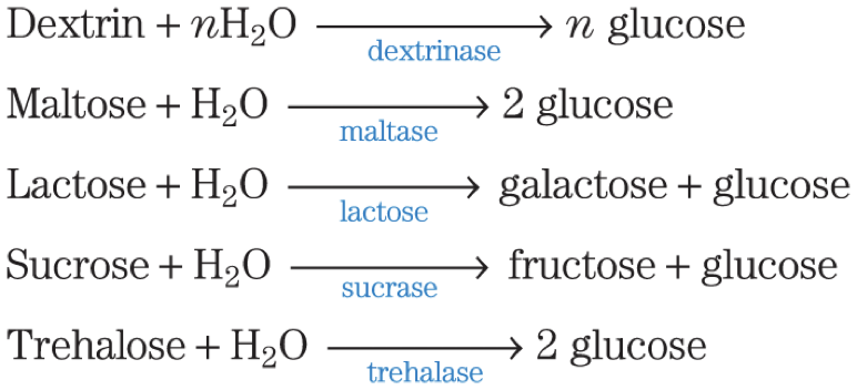 <p>membrane-bound hydrolases in the intestinal brush border hydrolyze disaccharides:</p><p>monosaccharides pass through intestinal cells to the bloodstream, which transports them to the liver or other tissues</p><p></p>