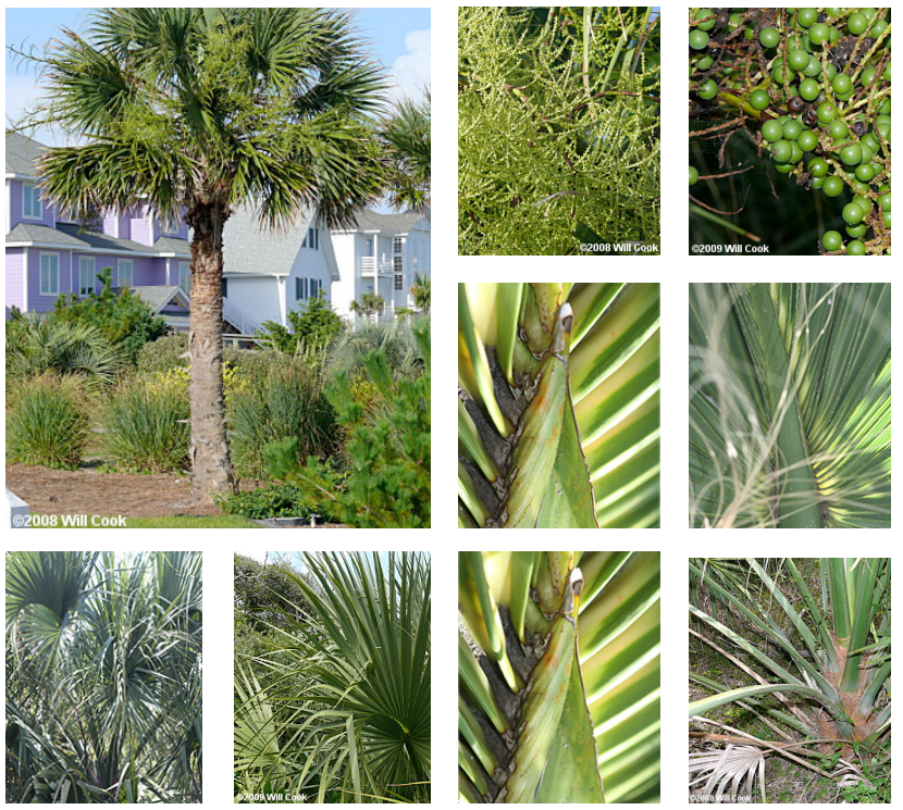 <p>Cabbage palmetto</p>