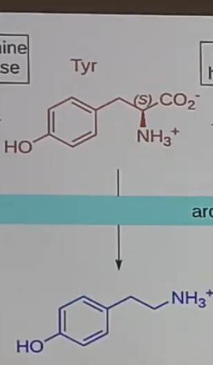 <p>decarboxylase tyrosine to get _</p>