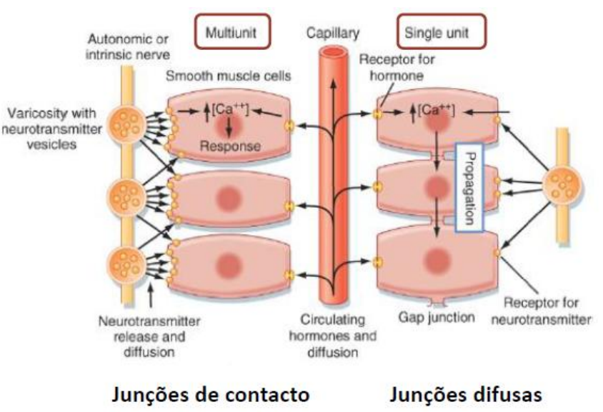<p>Num músculo multiunitário cada célula deve ser estimulada individualmente. - Junções de contato</p><p>No musculo unitário a estimulação de 1 célula é capaz de estimular todas as outras. - Junções difusas</p>