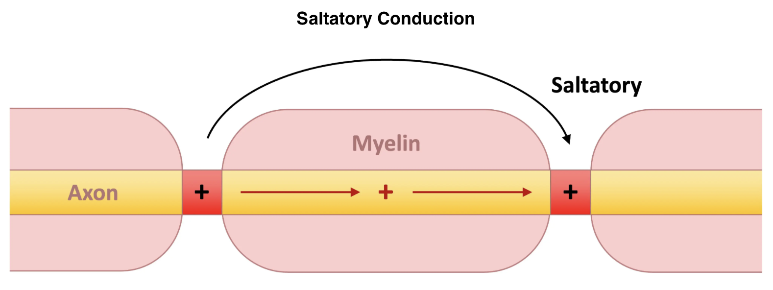 <p>Name given to phenomenon where an action potential jumps from one node of Ranvier to the next as an impulse progresses along a myelinated axon</p><p>Allows much faster, transmission, velocity because ion movements happen only at the notes → depolarization, and repolarization only happen at nodes</p>