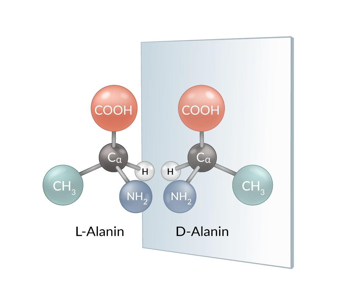 <p>E. L-alanine and D-alanine</p>